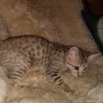 Savannah F-7SBT Male DOB 3-11-21