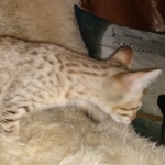 Savannah F-7SBT Male DOB 3-11-21