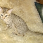 Savannah F-7SBT Male DOB 3-11-21