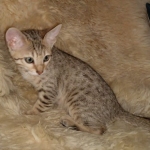 Savannah F-7SBT Male DOB 3-11-21