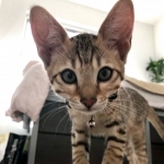 Toshi Savannah F-7SBT Male DOB 3-11-21