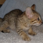 Savannah F-7SBT Male DOB 3-11-21