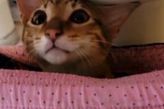  Simon Savannah F-7SBT Male #2 DOB 7-13-20