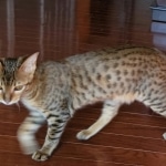 Savannah Simon F-7SBT male