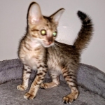 Savannah, F-7SBT Male, DOB 7-13-20