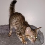 Savannah, F-7SBT Male, DOB 7-13-20