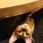 Simon, Savannah, F-7SBT Male, DOB 7-13-20