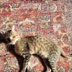 Savannah Simon F-7SBT male