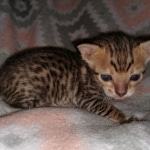 Savannah, F-7SBT Male, DOB 7-13-20