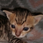 Savannah, F-7SBT Male, DOB 7-13-20