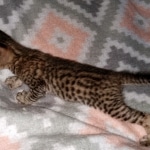 Savannah, F-7SBT Male, DOB 7-13-20