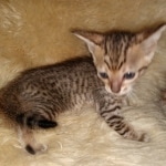 Savannah, F-7SBT Male, DOB 7-13-20