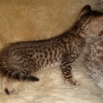 Savannah, F-7SBT Male, DOB 7-13-20