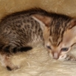 Savannah, F-7SBT Male, DOB 7-13-20