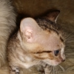 Savannah, F-7SBT Male, DOB 7-13-20