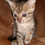 Savannah, F-7SBT Male, DOB 7-13-20