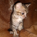 Savannah, F-7SBT Male, DOB 7-13-20