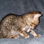 Savannah, F-7SBT Male, DOB 7-13-20