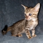 Savannah, F-7SBT Male, DOB 7-13-20