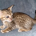 Savannah, F-7SBT Male, DOB 7-13-20