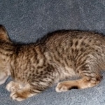 Savannah, F-7SBT Male, DOB 7-13-20