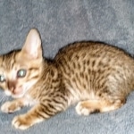 Savannah, F-7SBT Male, DOB 7-13-20