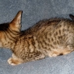 Savannah, F-7SBT Male, DOB 7-13-20