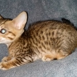 Savannah, F-7SBT Male, DOB 7-13-20