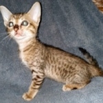 Savannah, F-7SBT Male, DOB 7-13-20