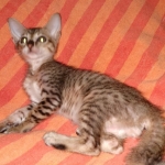 Savannah, F-7SBT Male, DOB 7-13-20