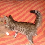 Savannah, F-7SBT Male, DOB 7-13-20