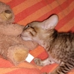 Savannah, F-7SBT Male, DOB 7-13-20