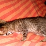 Savannah, F-7SBT Male, DOB 7-13-20