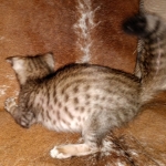 Savannah, F-7SBT Male, DOB 7-13-20