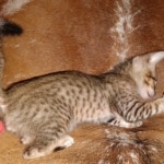 Savannah, F-7SBT Male, DOB 7-13-20