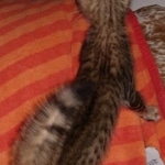 Savannah, F-7SBT Male, DOB 7-13-20