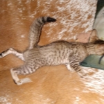 Savannah, F-7SBT Male, DOB 7-13-20