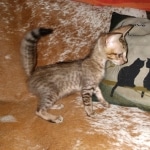 Savannah, F-7SBT Male, DOB 7-13-20