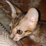 Savannah, F-7SBT Male, DOB 7-13-20