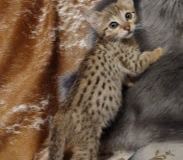 Sir Jeffers Savannah F-7SBT Male #2 DOB 8-29-21