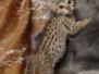Sir Jeffers Savannah F-7SBT Male #2 DOB 8-29-21