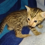 Savannah F-7SBT Male DOB 8-29-21