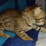 Savannah F-7SBT Male DOB 8-29-21