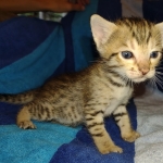 Savannah F-7SBT Male DOB 8-29-21