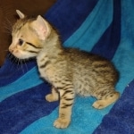 Savannah F-7SBT Male DOB 8-29-21