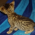 Savannah F-7SBT Male DOB 8-29-21