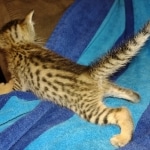 Savannah F-7SBT Male DOB 8-29-21