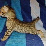 Savannah F-7SBT Male DOB 8-29-21