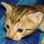 Savannah F-7SBT Male DOB 8-29-21