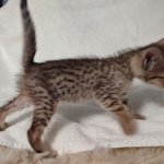 Savannah F-7SBT Male DOB 8-29-21